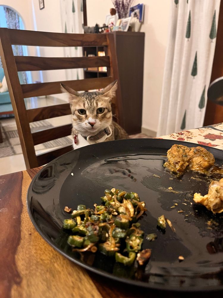 A tabby brown cat sitting at the dining table chair in front of a black ceramic plate with some food. 