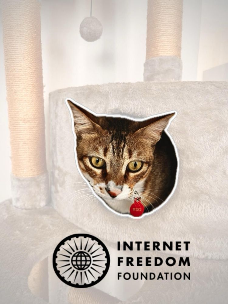 My brown and white tabby cat popping out of the hole in a cat tree with the IFF logo superimposed at the bottom.