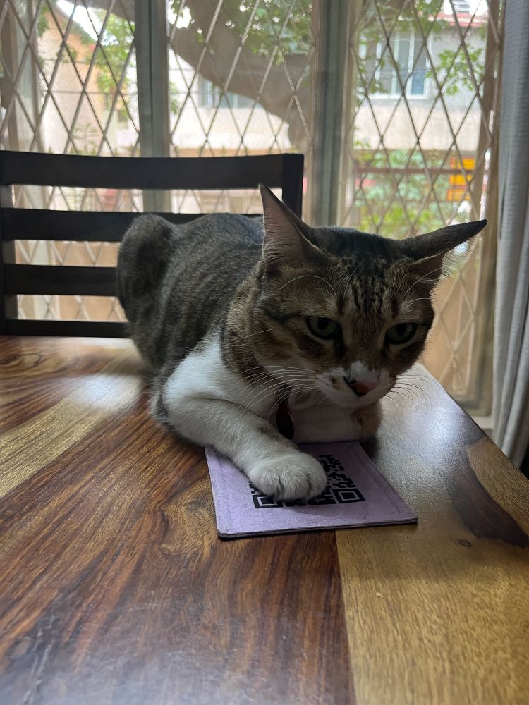 My tabby brown cat Wiki sitting on a table, leaning forward on a lavender coloured cloth coaster which has a QR print.