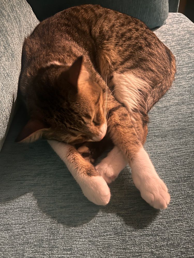 A tabby grey/brown cat sleeping on a blue couch. 
