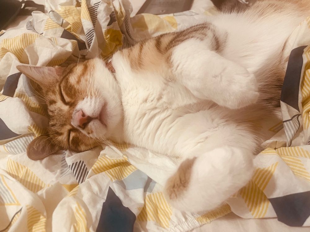 My cat, Wiki; lying on a crumpled bed sheet, with his eyes closed and paws in front like a trex towards the camera. 