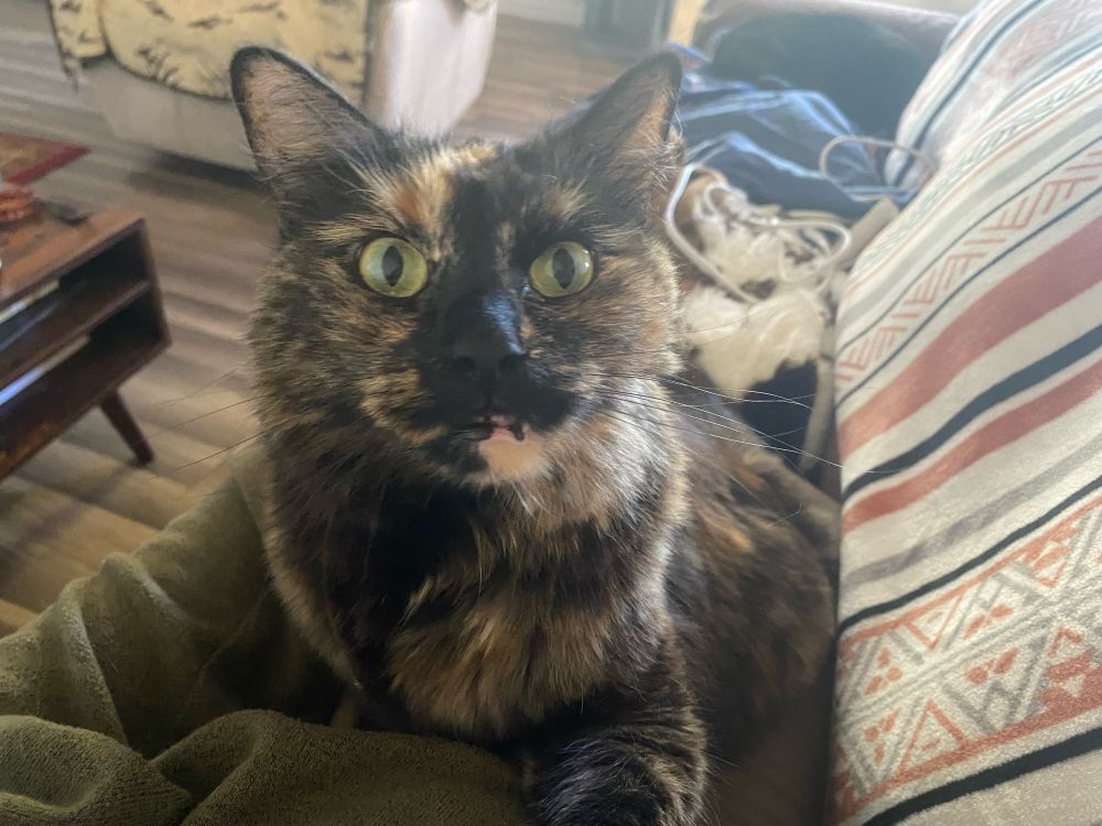 a tortoise shell cat, Minerva, sitting on a blanket looking at the camera with her mouth slightly open