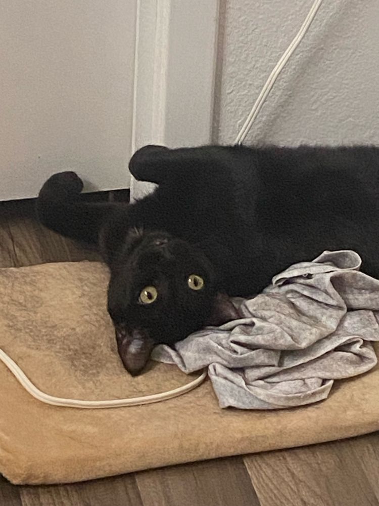 a black cat, Innanna, laying with her belly up and her head upside down on an electric heat pad