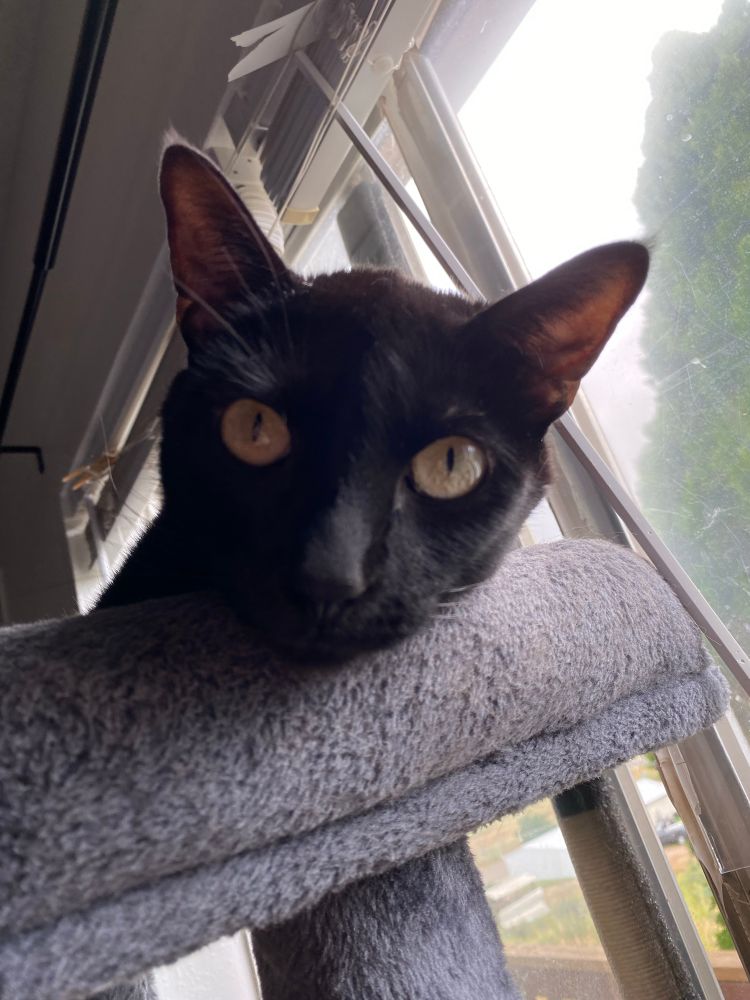 a close up of a black cat staring down from the top of a grey cat tree, with an open window in the background 