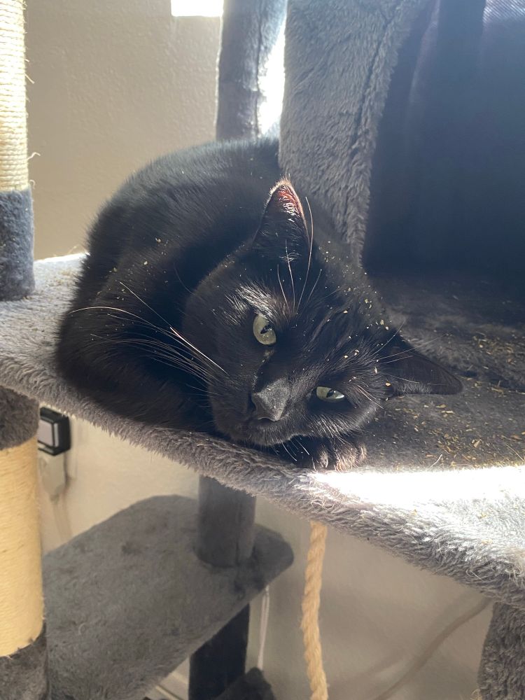 a black cat laying in a plateform in a grey cat tree, with her head resting on one paw. the cat and cat tree are both sprinkled with dried catnip. 