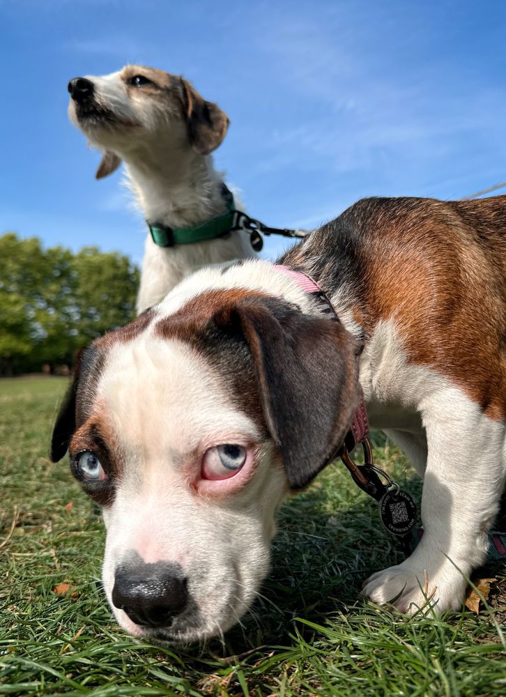 Two small dogs - a wistful looking Jack Russell and a pug with the eyes and ears of a film noir pugilist refusing to take a dive for money. 