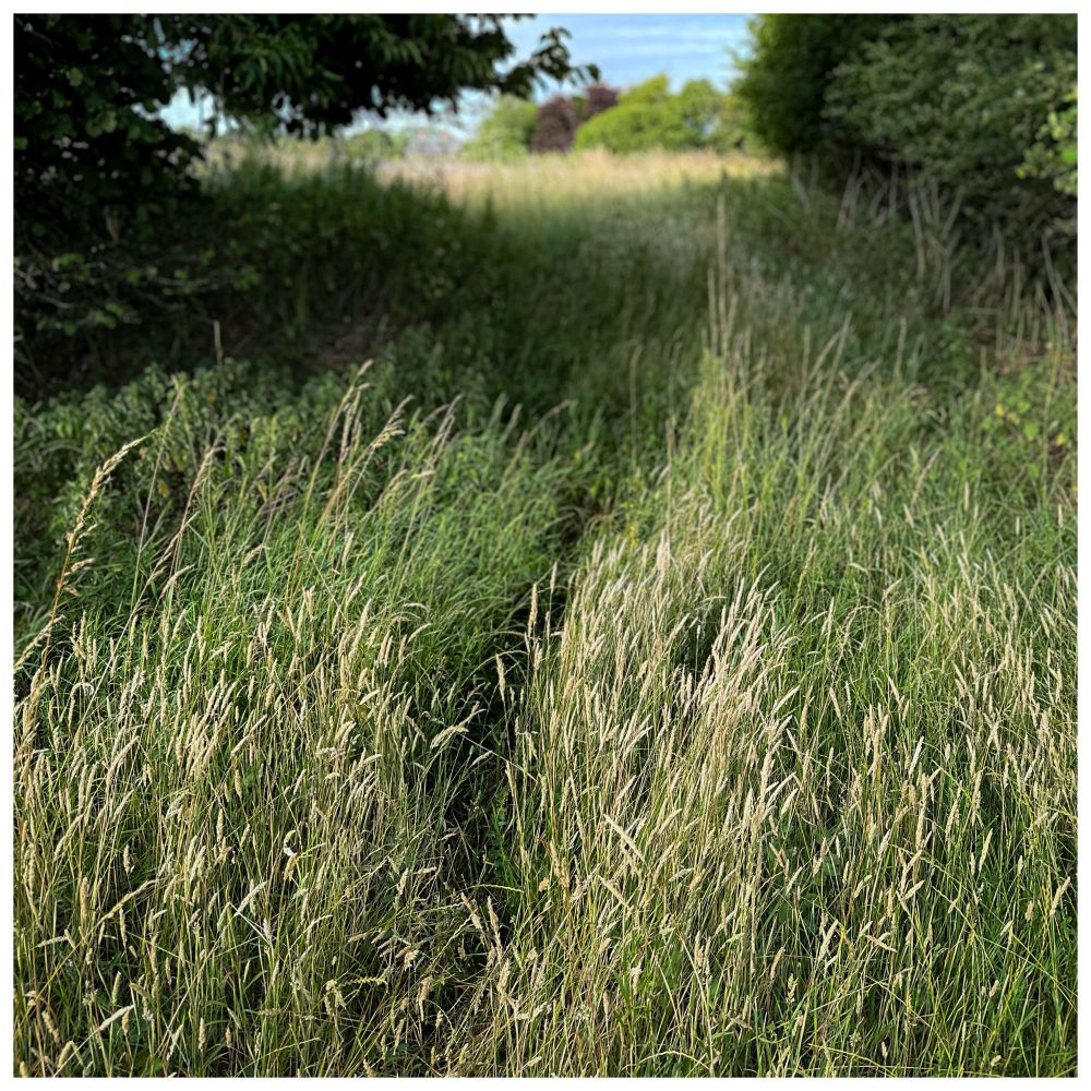 Dense field edge grass. Heavy; like the hair of a blond Ted Hughes.

In the background, between trees, a field of shorter grass and blue wild flowers. A field left to idle this summer.

Through the Ted Hughes greenery the dark ribbon of trodden down grass, a desire path to the Roman Road field. 