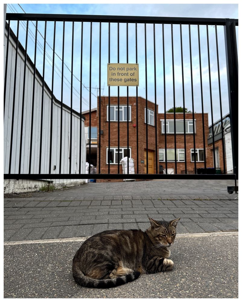 A cat dozing on the drive to the dry cleaners on the centre of town, in front of a gate and a sign that sternly commands: ‘Do not park in front of these gates’.

He’s a common sight on this one way street. Always sleeping somewhere dangerous. 
