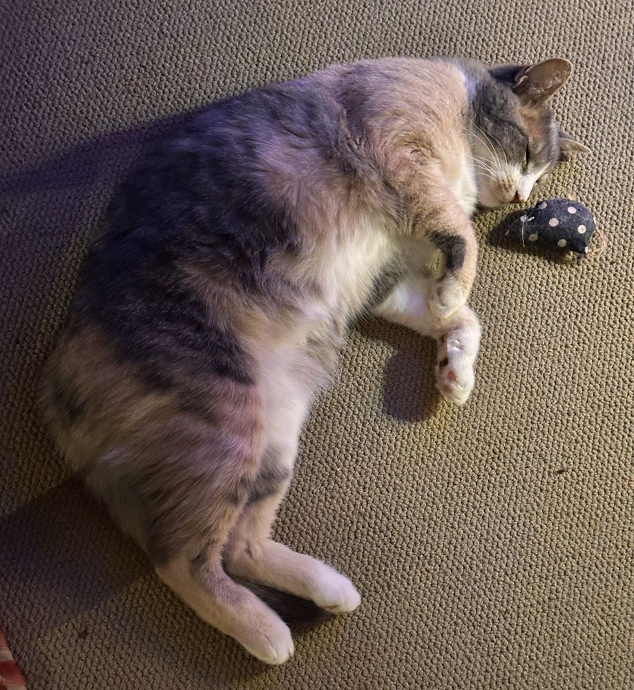 A calico cat sleeping on my carpet, nose to nose with an equally exhausted fabric mouse. 