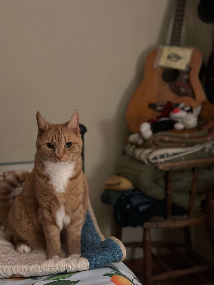 A marmalade cat sat on the corner of my bed - just starting at me.