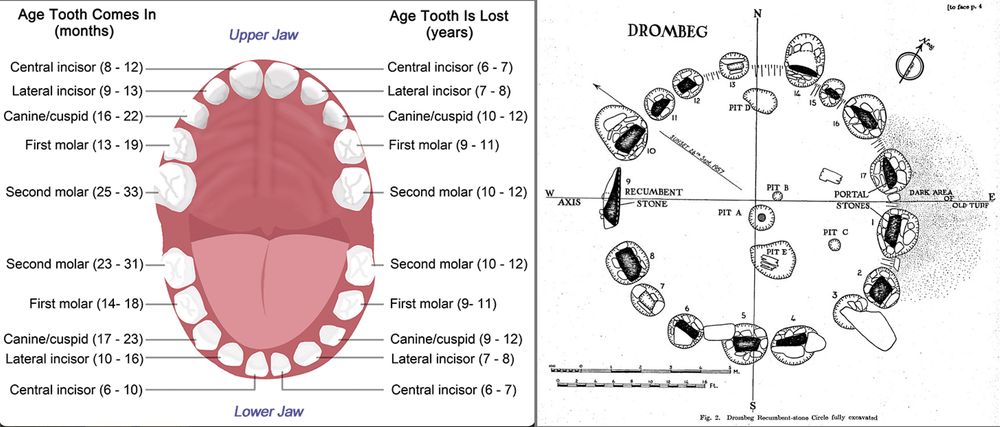 googled diagrams of the arrangement of human teeth and Dromberg Stone circle. Side by side they reveal similarities too spooky to set aside.  

(they're a small resemblance, enough here for a creepy episode of Doctor Who)