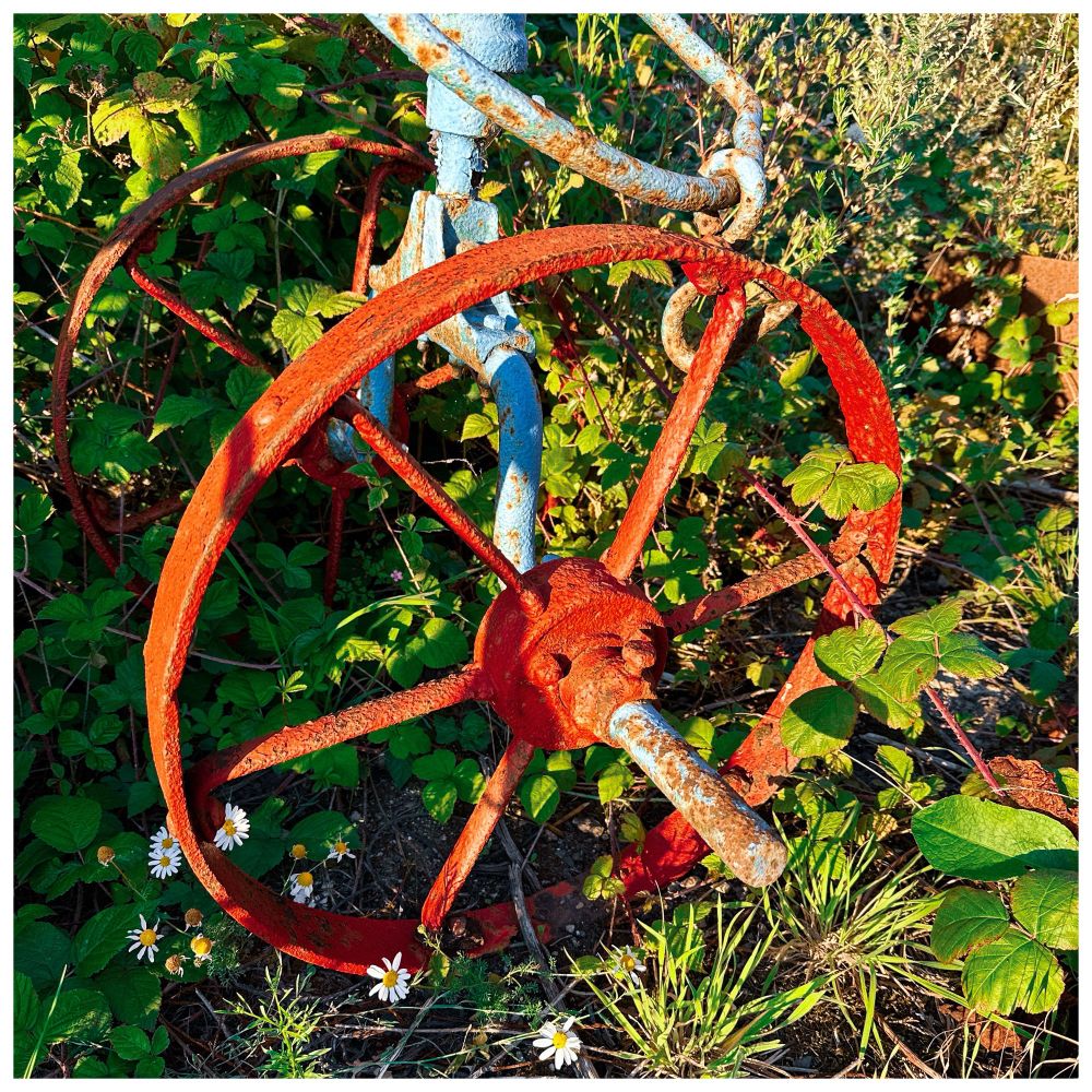 The red metal wheel of an old plaid, again abandoned in weeds. It’s is a glossy red, a fire engine red. A simple wheel, like a bike wheel made of Duplo. 