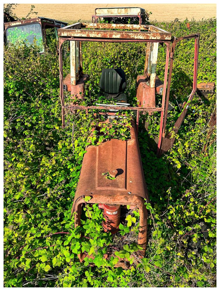 High shot (I’m climbing onto things) of a dull red tractor, its cabin glass long gone, surrounded on all sides by heavy undergrowth. It would be difficult to climb into the black plastic seat. 