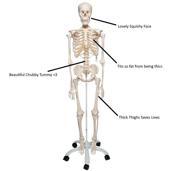 A human skeleton with lines pointing to several areas on the body with phrases:

"Lovely Squishy Face", "Tits so fat from being thicc", "beautiful Chubby Tummy", "Thich Thighs Saves Lives"