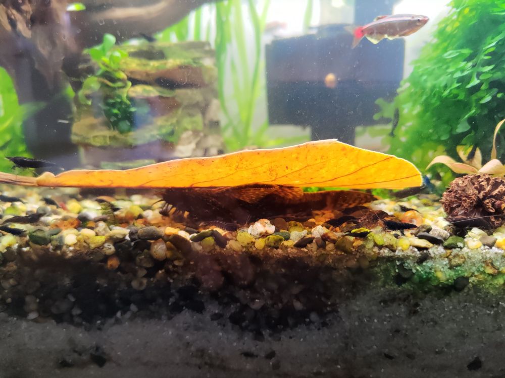 It's a small catfish hiding under a large dead leaf at the bottom of the tank.