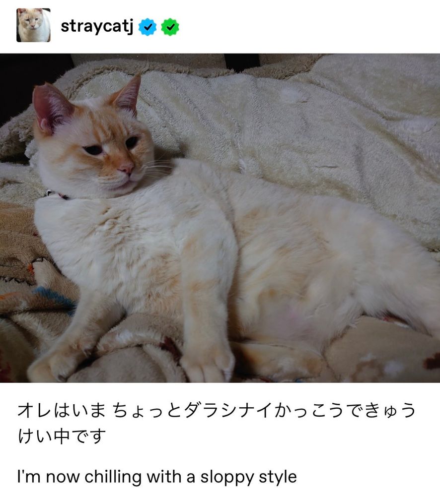 Tumblr post by straycatj, featuring a toasty marshmallow-like cat named Mr. J relaxing on some blankets:
"オレはいま ちょっとダラシナイかっこうできゅうけい中です
I’m now chilling with a sloppy style"