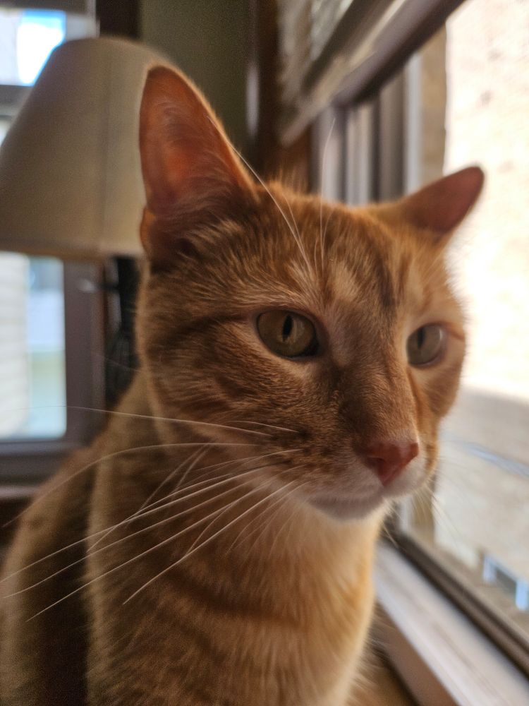 An orange cat sitting next to an open window.