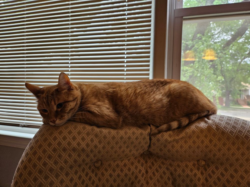 A pensive orange cat lying on the back of a cream-colored, diamond-patterned armchair.