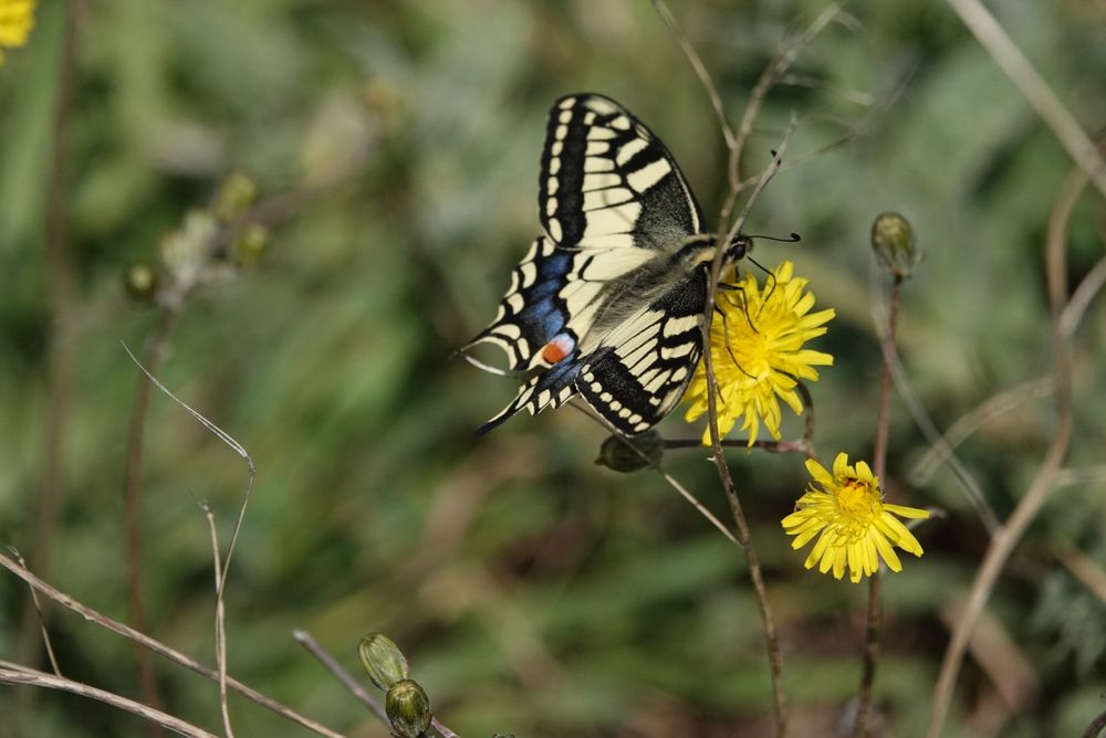 Swallowtail