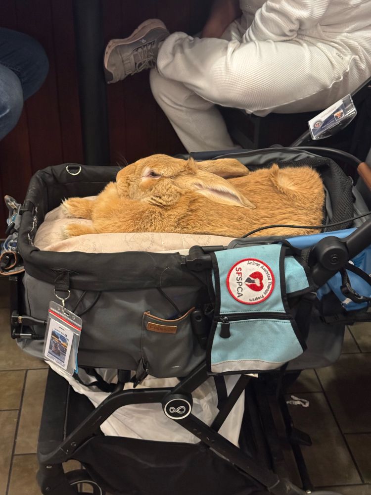 Alex The Great in a restaurant in the Orlando airport. 