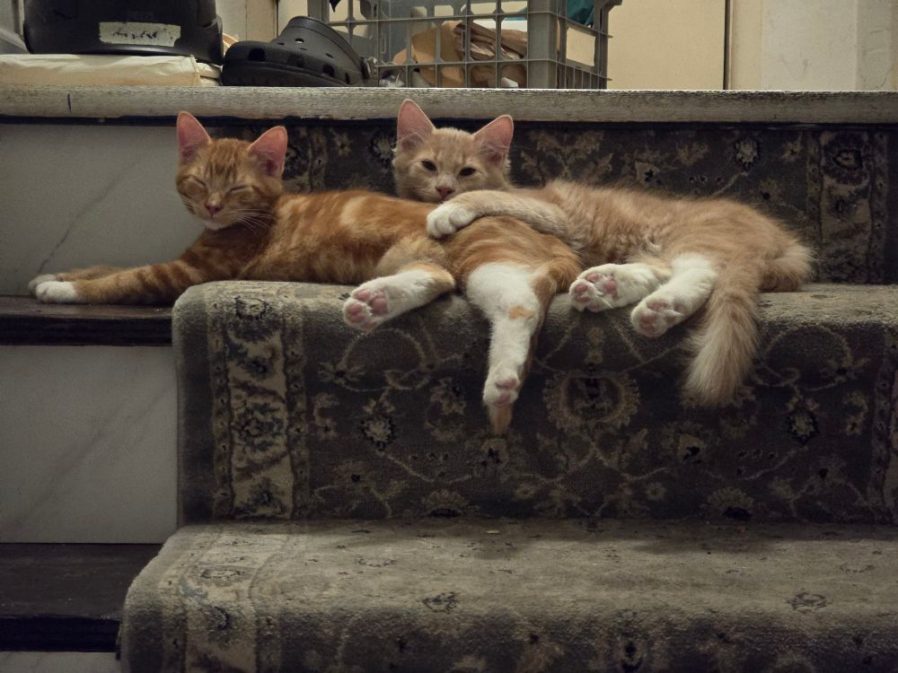 Image of two kittens laying on top of another on a carpeted staircase. One kitten has its eyes closed and has orange swirled fur with white paws. The other kitten on the right has longer, fawn colored fur with white paws and is staring directly at the camera.