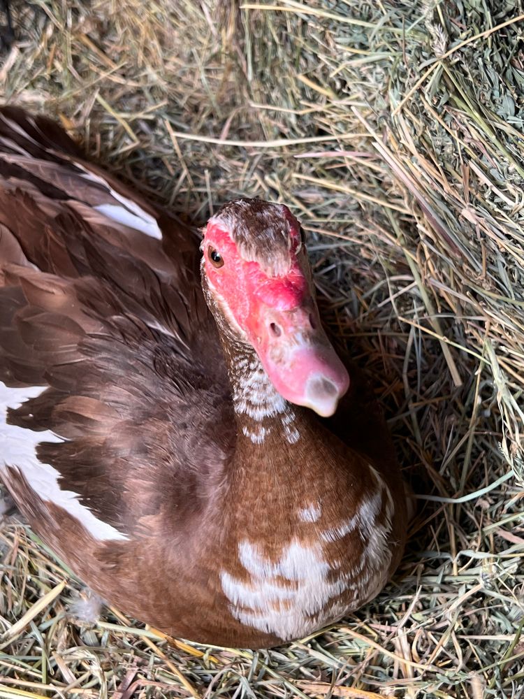 Muscovy Duck laying on a bed of straw looking at the camera