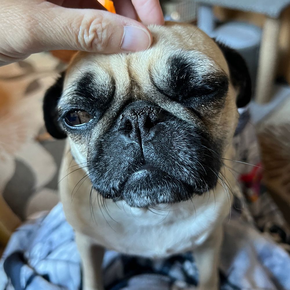 Fawn colored pug sitting on a lap happily getting a pet on the head. She missed her human while her human was sick.