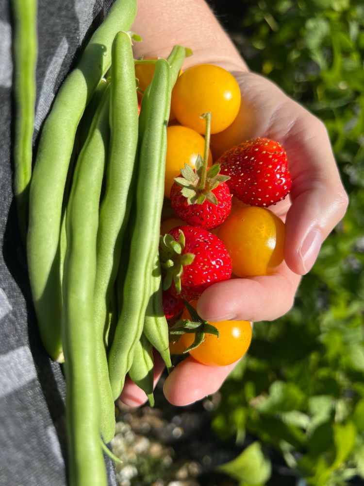 Handful of freshly harvested beans, cherry tomatoes, and strawberries