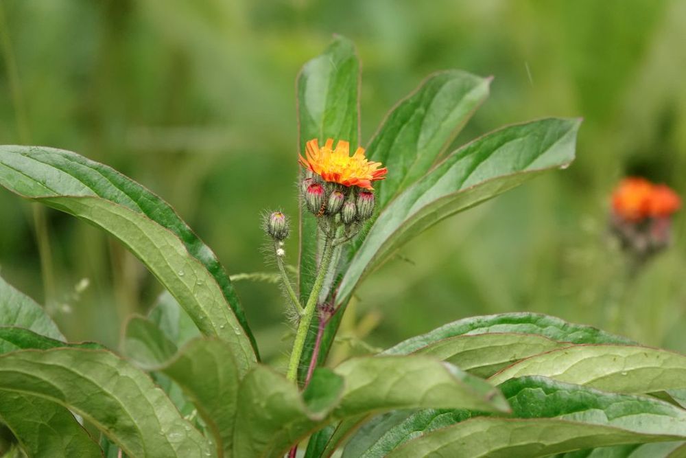 Een oranje bloem (havikskruid) steekt boven het groene blad uit tussen een veld waar eigenlijk pioenen zouden moeten staan. De bloem is nog deels in knop en omringd door frisgroen blad.