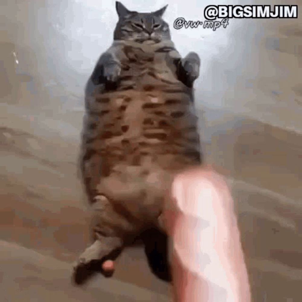 a fat cat is being petted by a person 's finger .