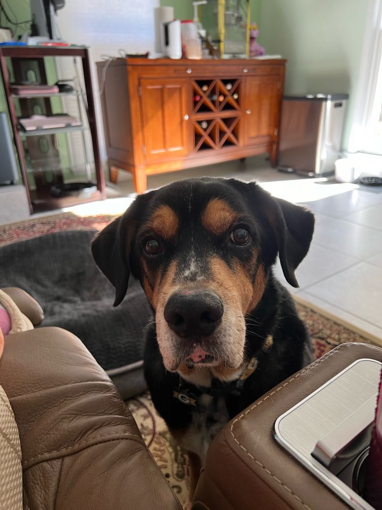 The photo is of my dog, Calvin, a black and tan dog with white markings on his chest and paws, his ears fully push forward at attention as he begs for food. 

He was rewarded with a single green bean for these photos. 