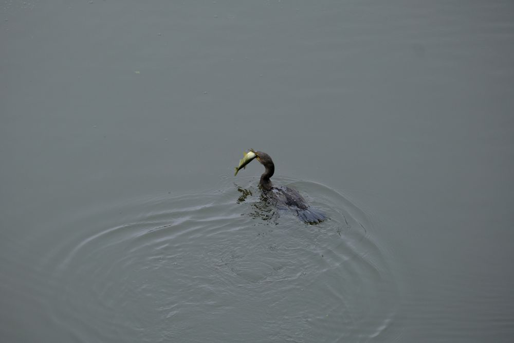 A bird of some kind after plunging into a river and catching a fish, still suspended in its beak before being swallowed whole.