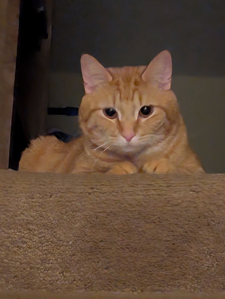 An orange cat laying at the top of some steps looking down. His paws are folded in front of him