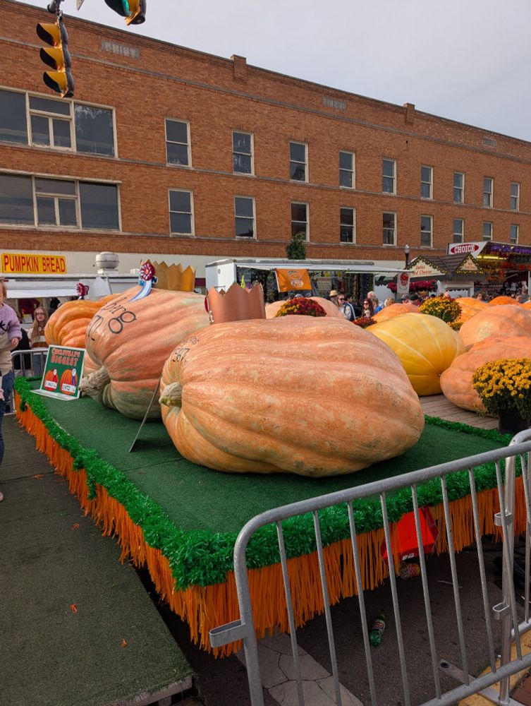 Giant pumpkins 