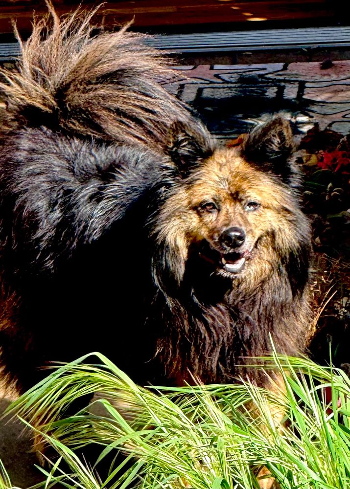 A freshly washed fluffy dog is happy to see you