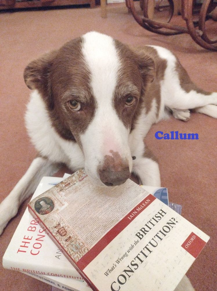 Callum is a dog with a pile of law boks