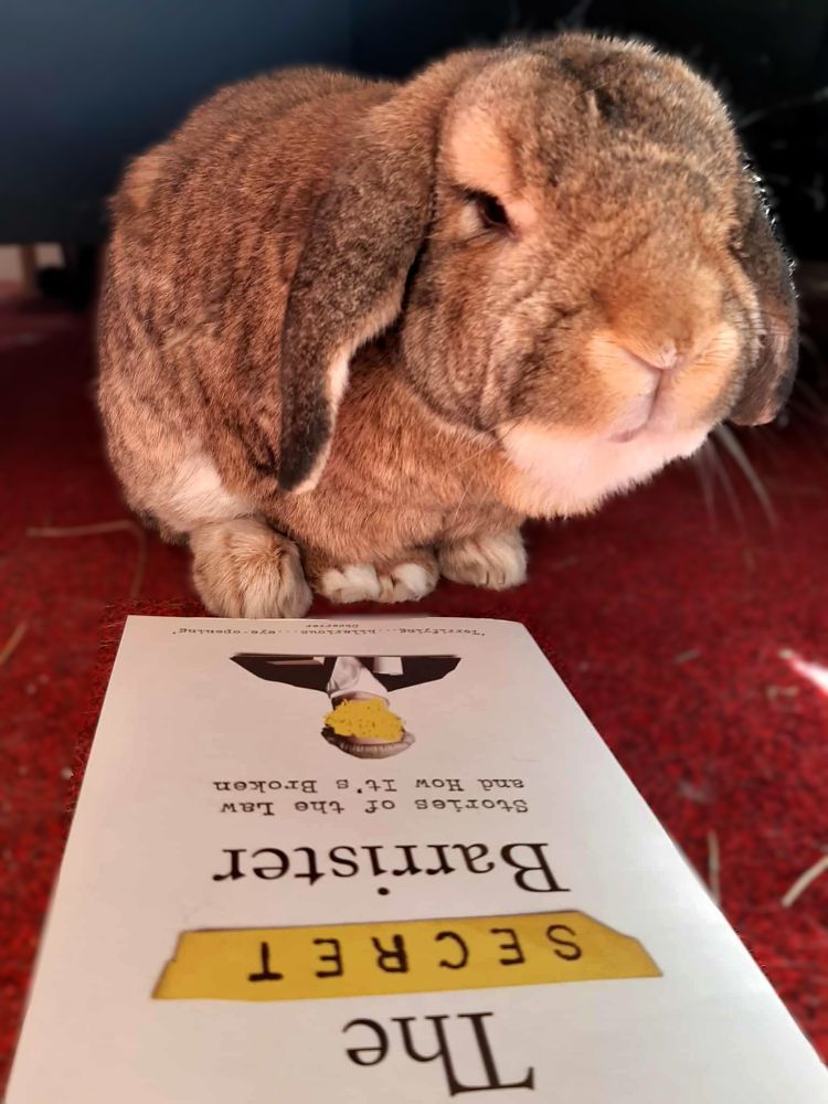 A rabbit sat next to a copy of a book called The Secret Barrister