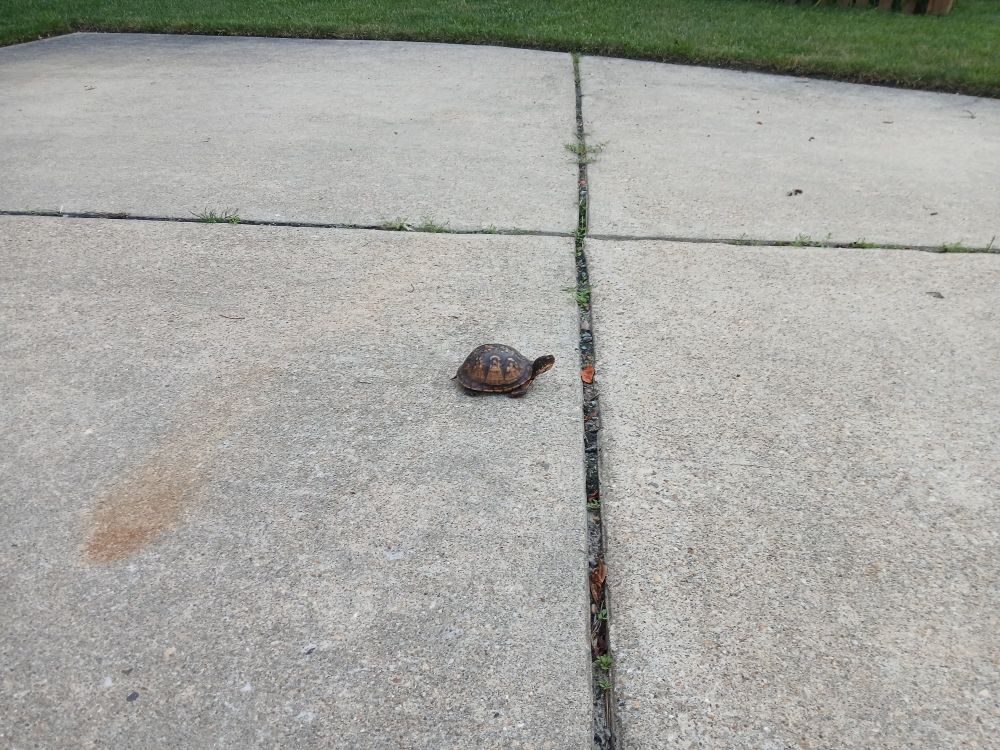 box turtle