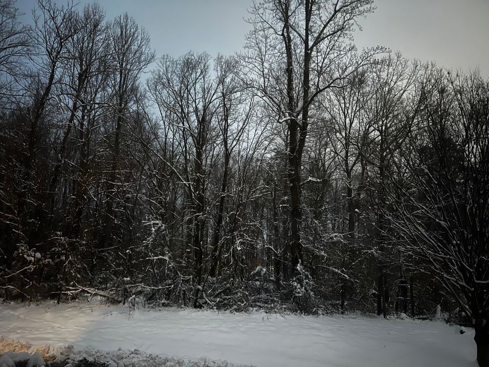Snow covered trees & ground! Winter’s mourning dress