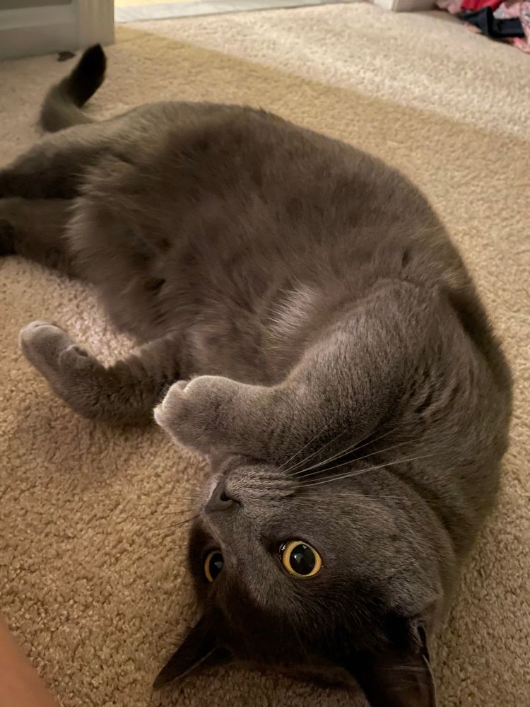 Grey cat tries to look innocent 