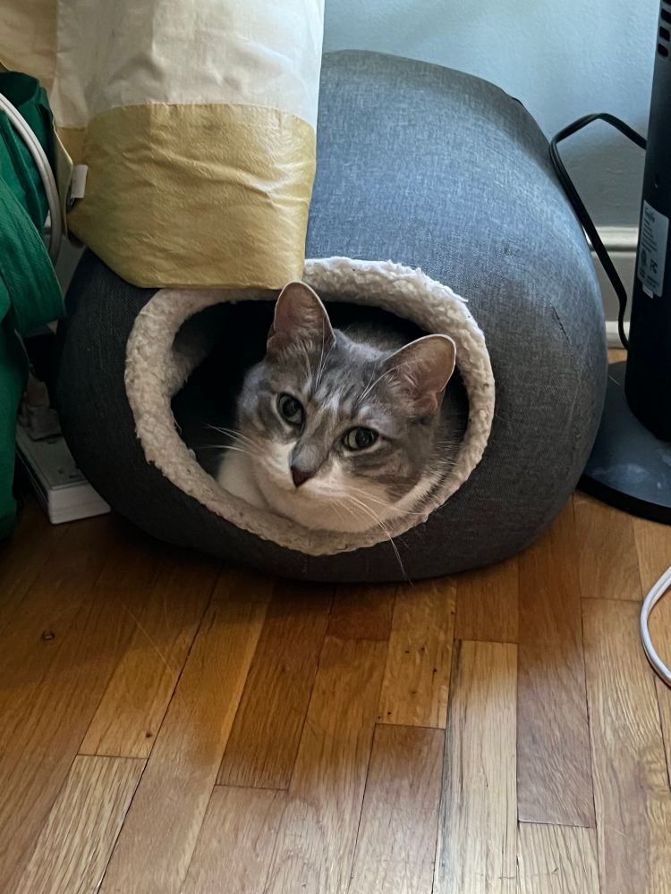 Grey and white tabby cat sits in a fabric cave, looking at the camera. 