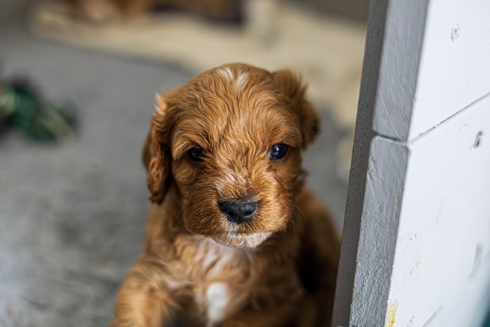 Picture of a 4 week old Cavapoo Puppy