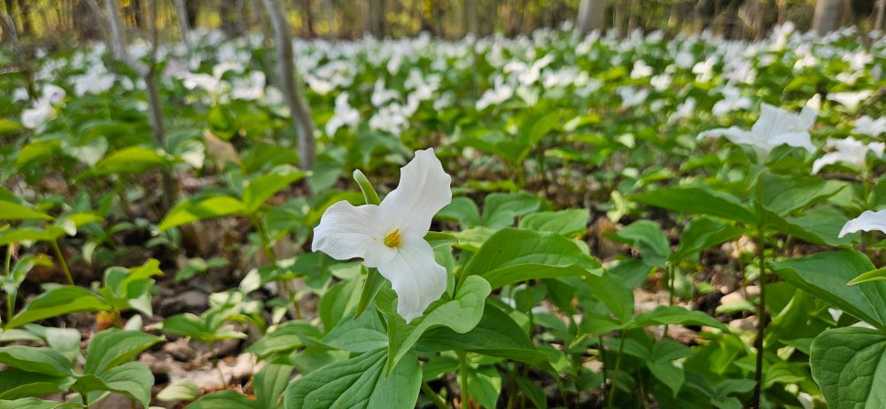 A white trillium in the foreground,  with a carpet of trillium in the background.