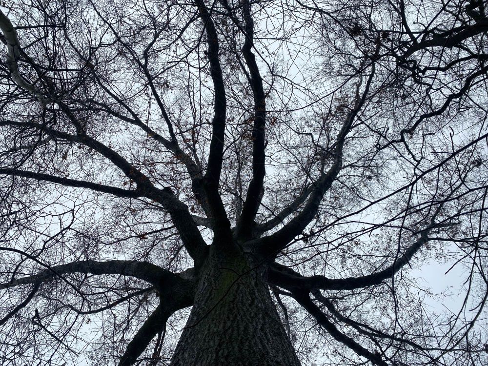 Tall, wide pin oak with sparse leaves against a cloudy, white sky as seen from below looking up toward the canopy. 