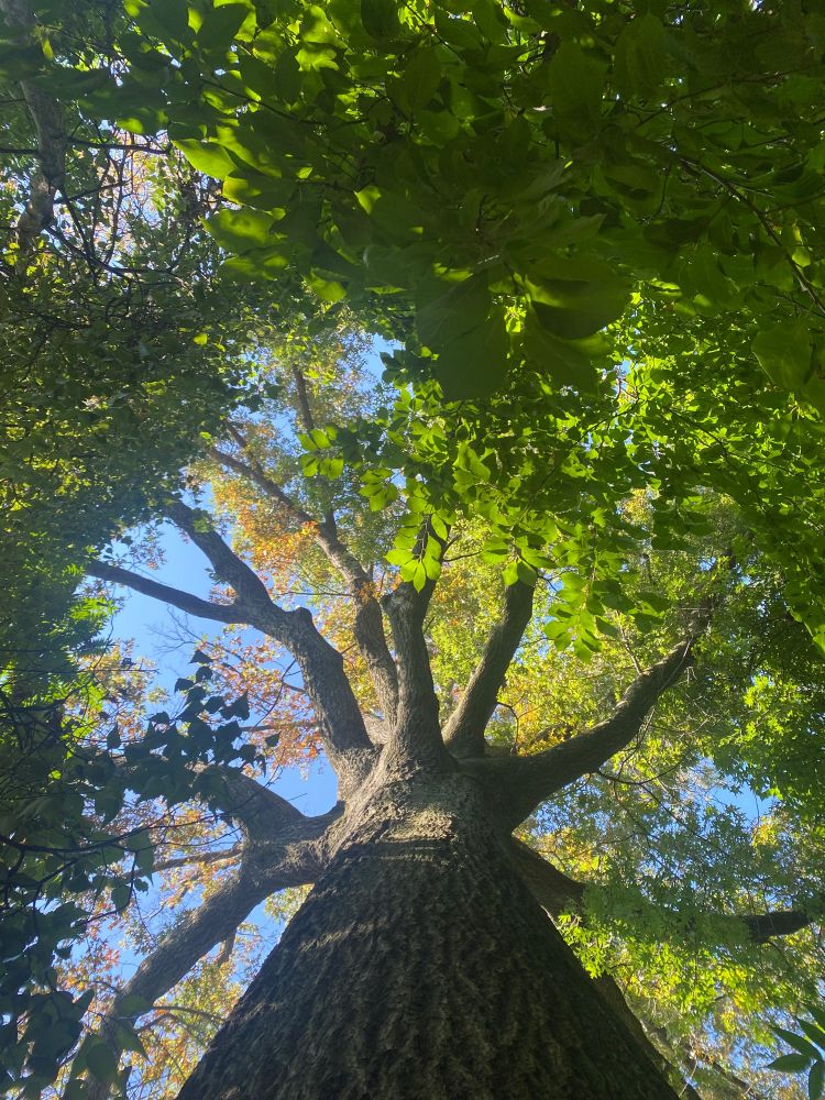 Tall, wide pin oak with vibrant green leaves against a blue sky as seen from below looking up toward the canopy. 