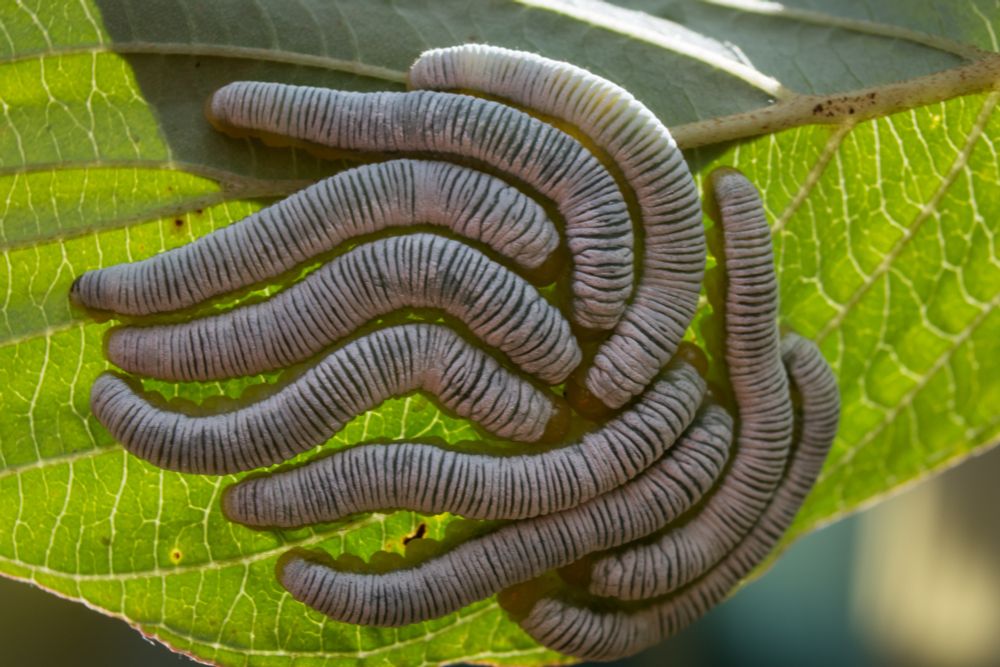 cluster of wrinkly white sawfly larvae on a leaf all tightly packed together