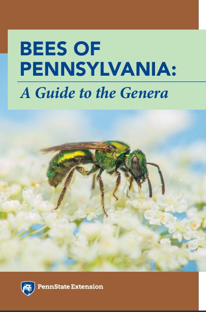 cover of our Bees of Pennsylvania book with photo of green sweat bee