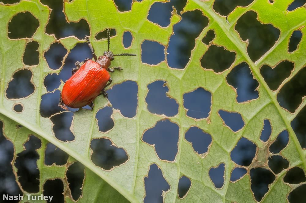 red beetle on a leaf filled with holes with sky in background through the holes 
