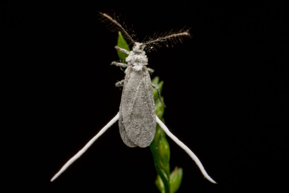 top down view of a fuzzy white bug with two large white tentacle like things sticking out on each site - all black background