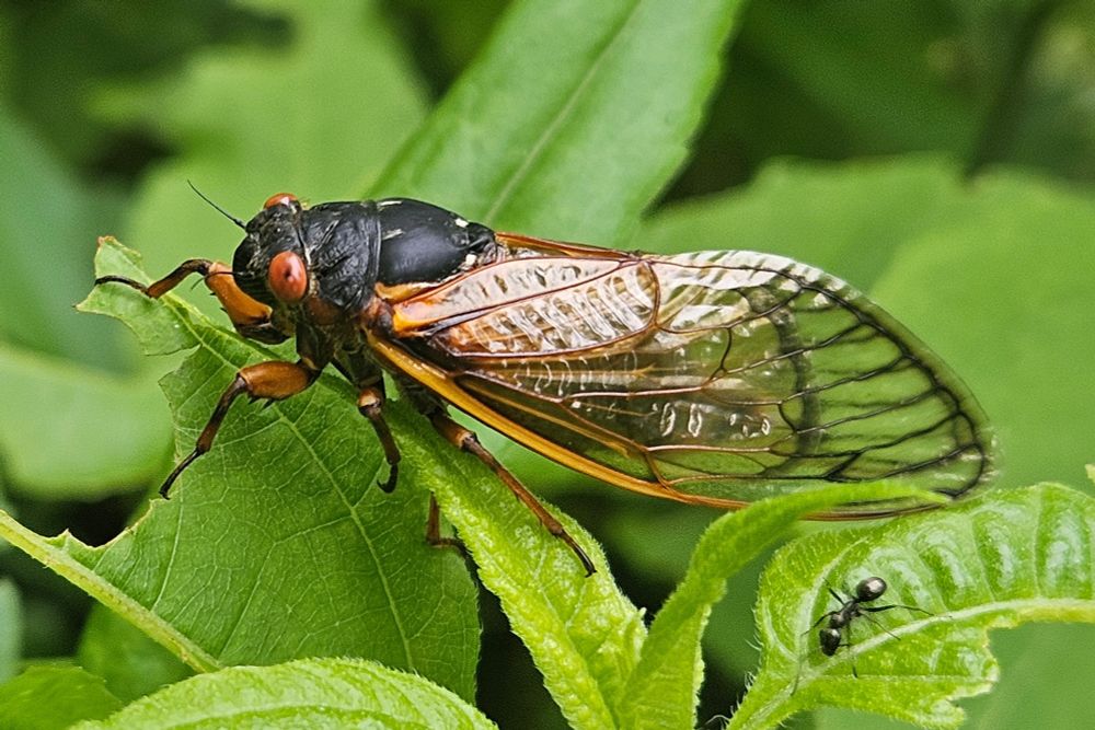 A periodic cicada sitting on a leaf, black thor axe with bright red eyes and long clear wings